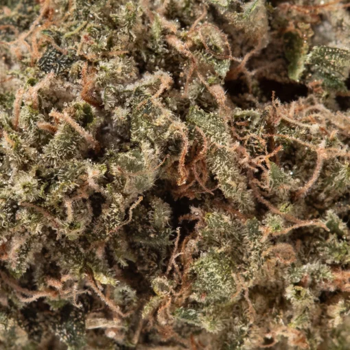 Chocolope (AA)