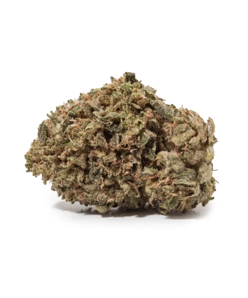 Chocolope (AA)