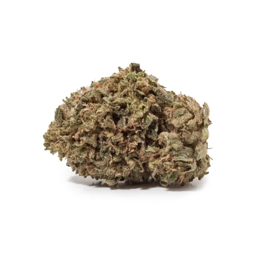 Chocolope (AA)