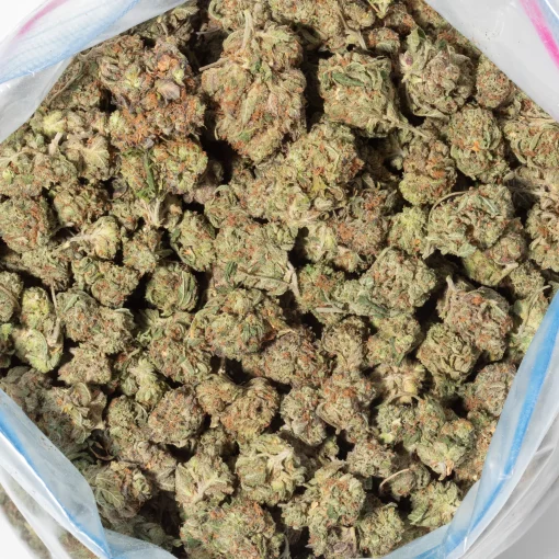 Shiva Skunk (AA/AA+ Popcorn