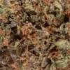 Shiva Skunk (AA/AA+ Popcorn