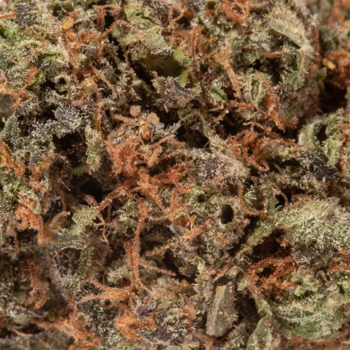 Shiva Skunk (AA/AA+ Popcorn