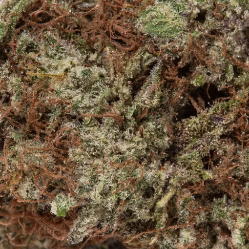 Dark Star (AAAA)