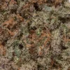 Slurricane Smalls (AAAAA/Craft)