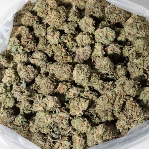 Snow Bud (AAAA/Popcorn)