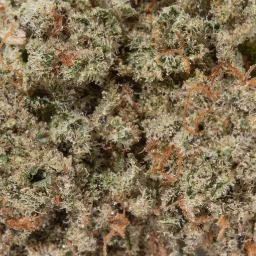 Snow Bud (AAAA/Popcorn)