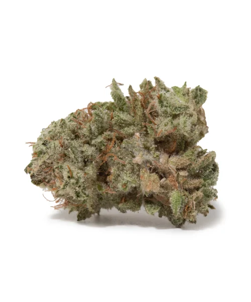 Snow Bud (AAAA/Popcorn)