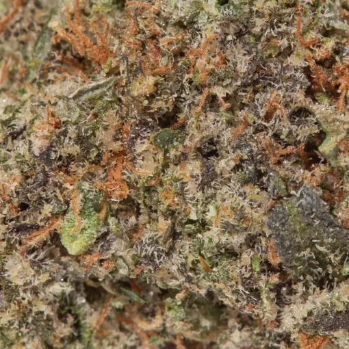 Galactic Gas (AAAA/Popcorn)
