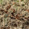 White Rhino Smalls (AAAA)