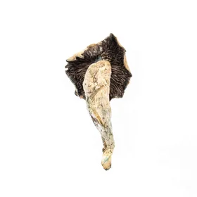 A-One Mushrooms – PF Classic