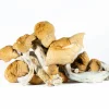 A-One Mushrooms - Hillbilly