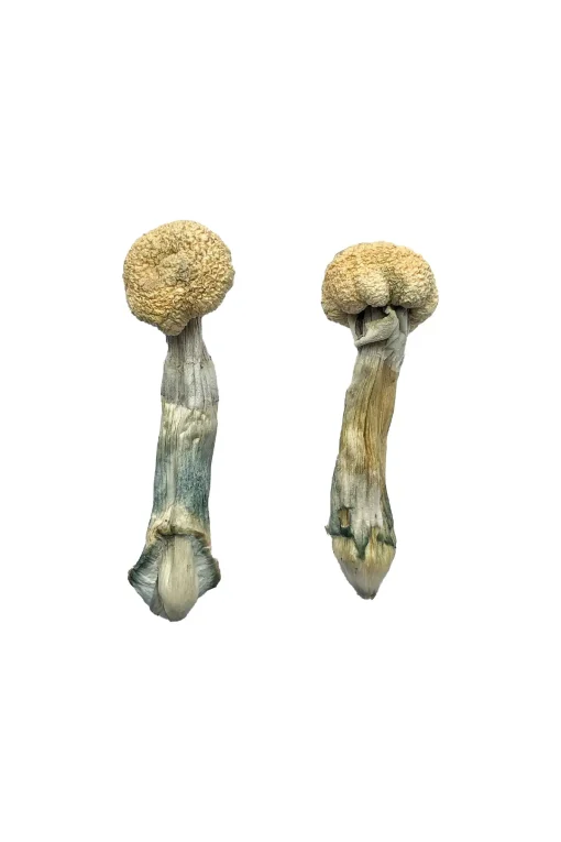 Albino Treasure Coast