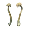 Albino Treasure Coast