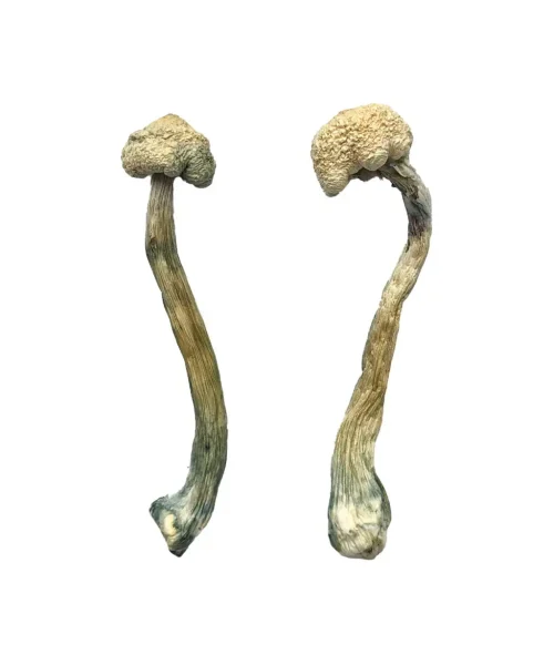 Albino Treasure Coast