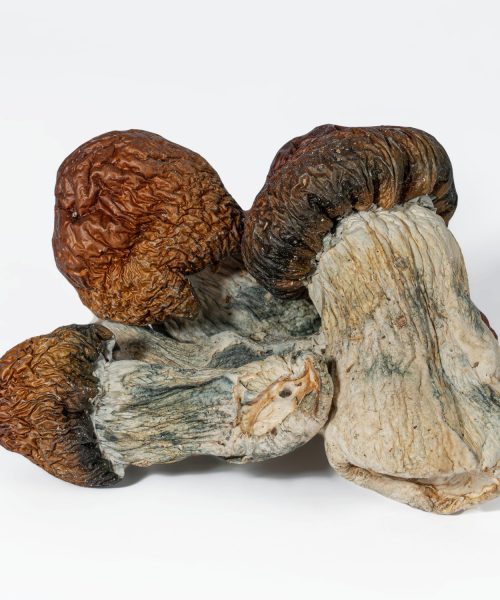 Blue Pulaski Mushrooms