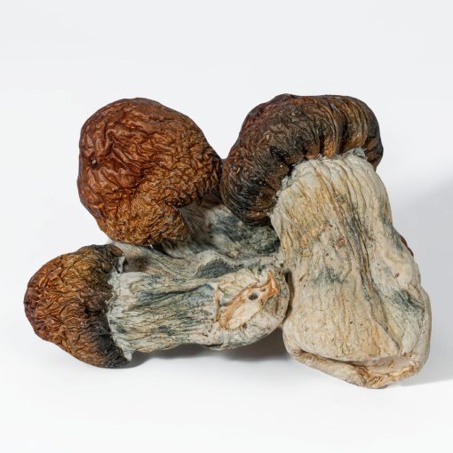 Blue Pulaski Mushrooms