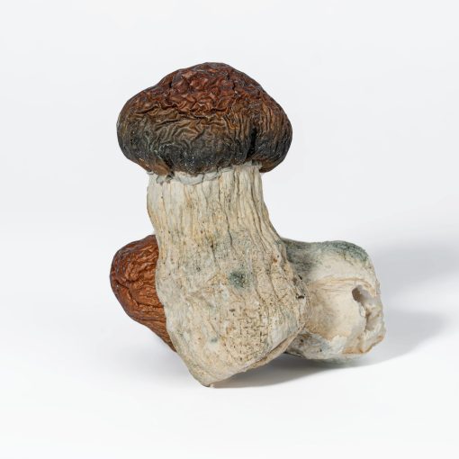 Blue Pulaski Mushrooms - Image 2