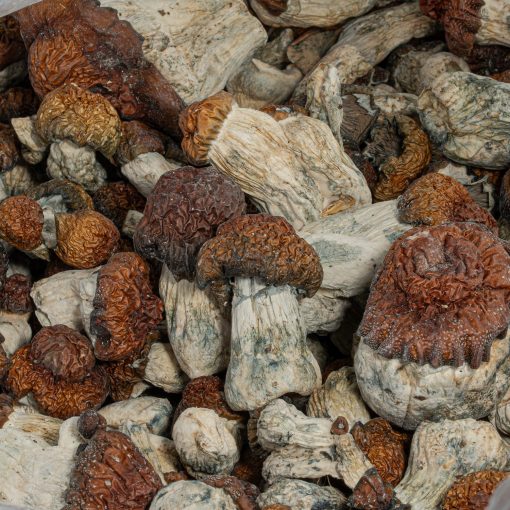 Blue Pulaski Mushrooms - Image 3