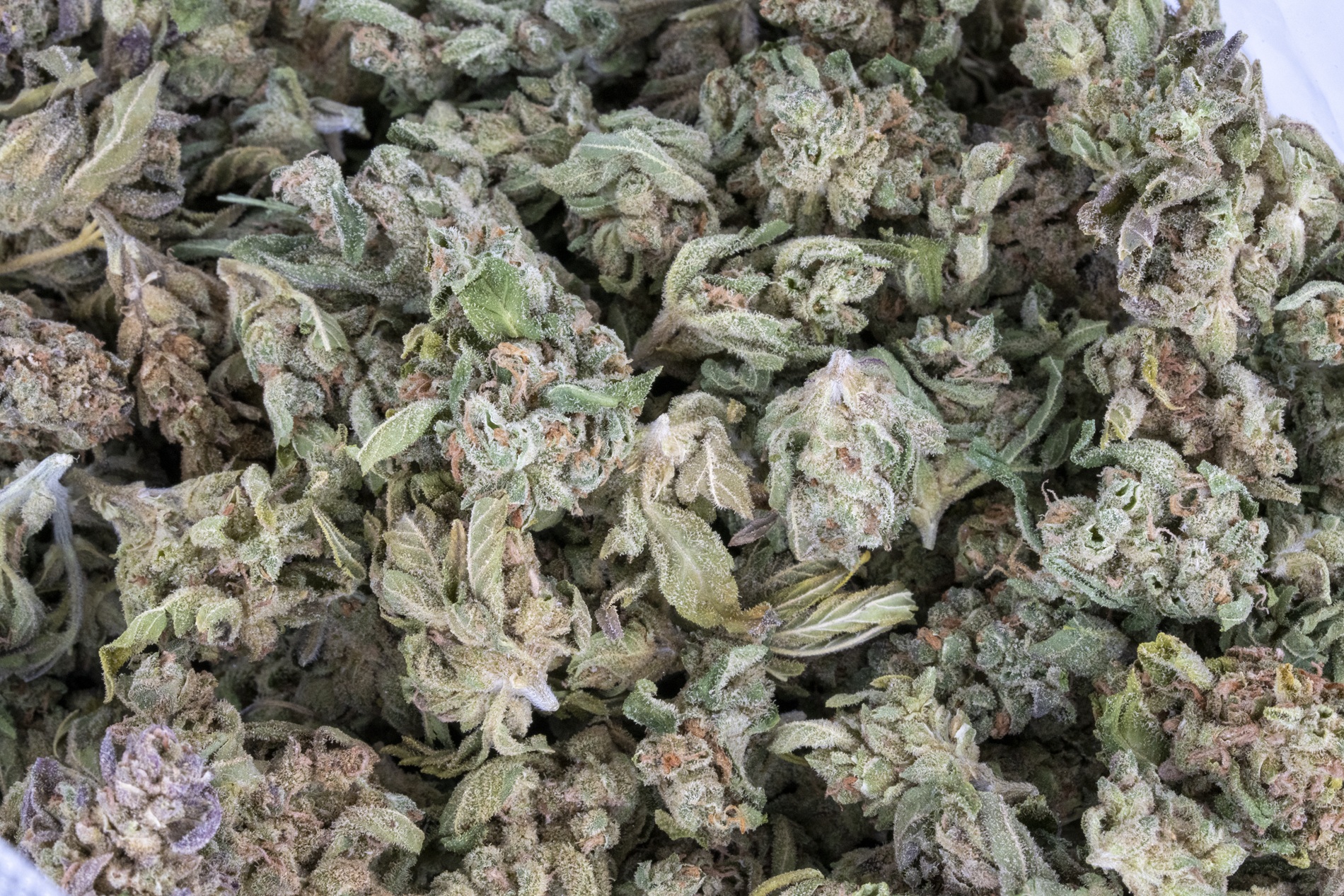 Banana Bread (AA/AA+)