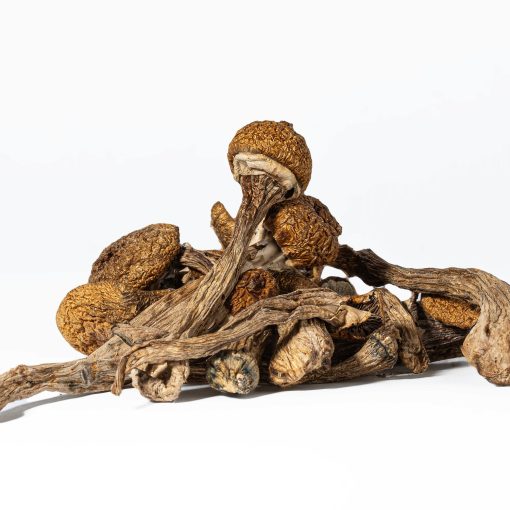 Super Thai Mushrooms - Image 2