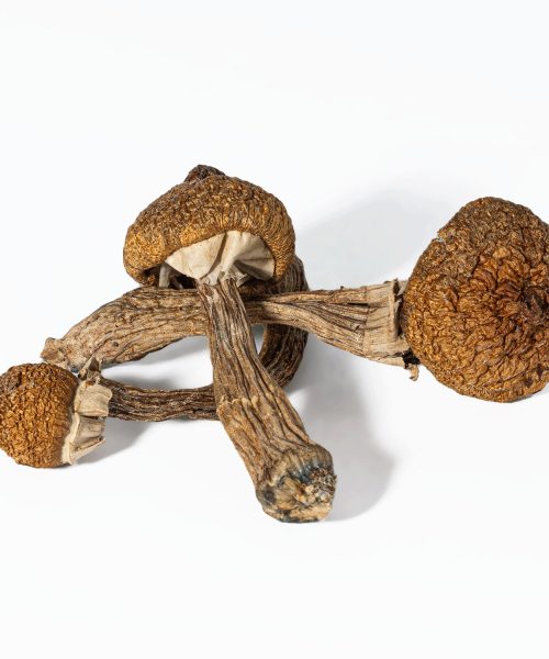 Super Thai Mushrooms
