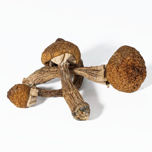 Super Thai Mushrooms