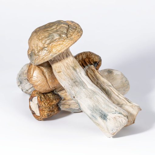 GC Thrashers Mushrooms