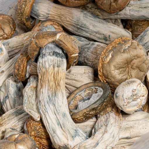 GC Thrashers Mushrooms - Image 3