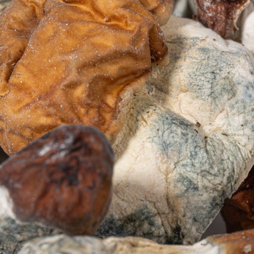 Vietnamese Mushrooms - Image 2