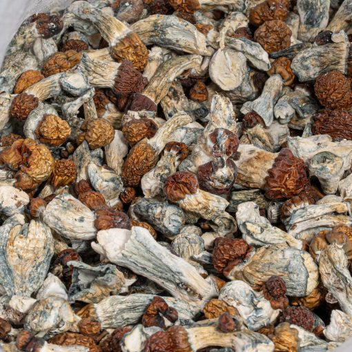 Vietnamese Mushrooms - Image 3
