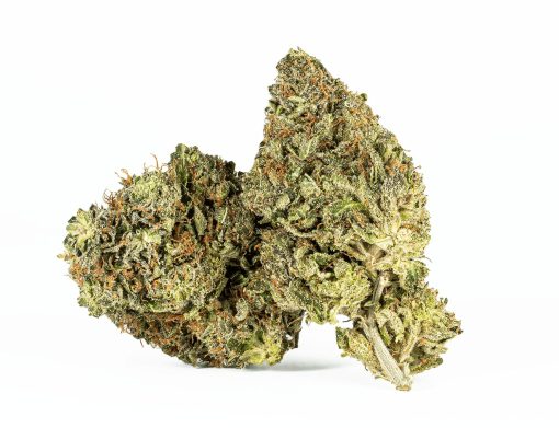 El Jefe (AAA+)