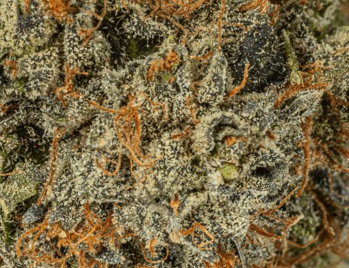 El Jefe (AAA+)