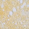 House Shatter – Granddaddy Purple (Indica)
