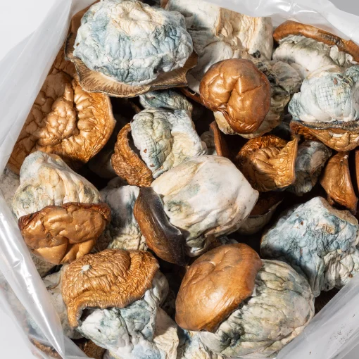 Dino Eggs