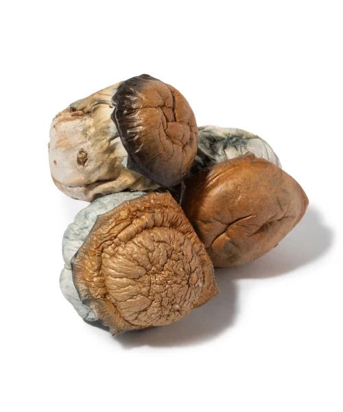 Dino Eggs