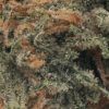Euphoria (AA+)