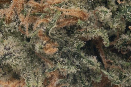 Euphoria (AA+)