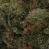 Jungle Cake (AA/Popcorn)