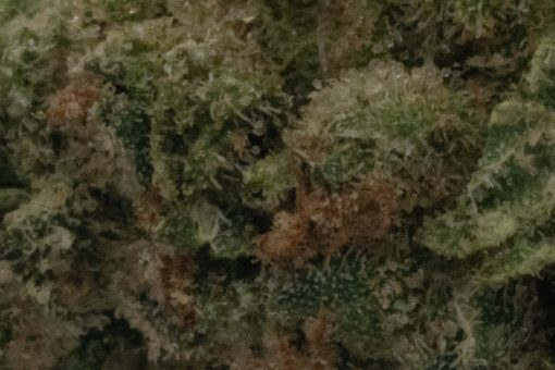 Jungle Cake (AA/Popcorn)