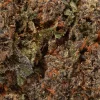 Cactus (AAA+)