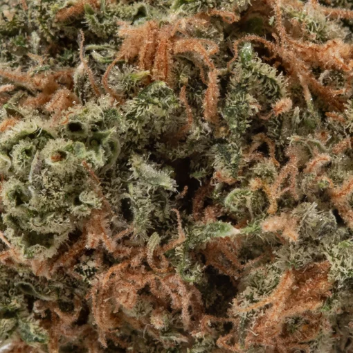 Euphoria (AA+)
