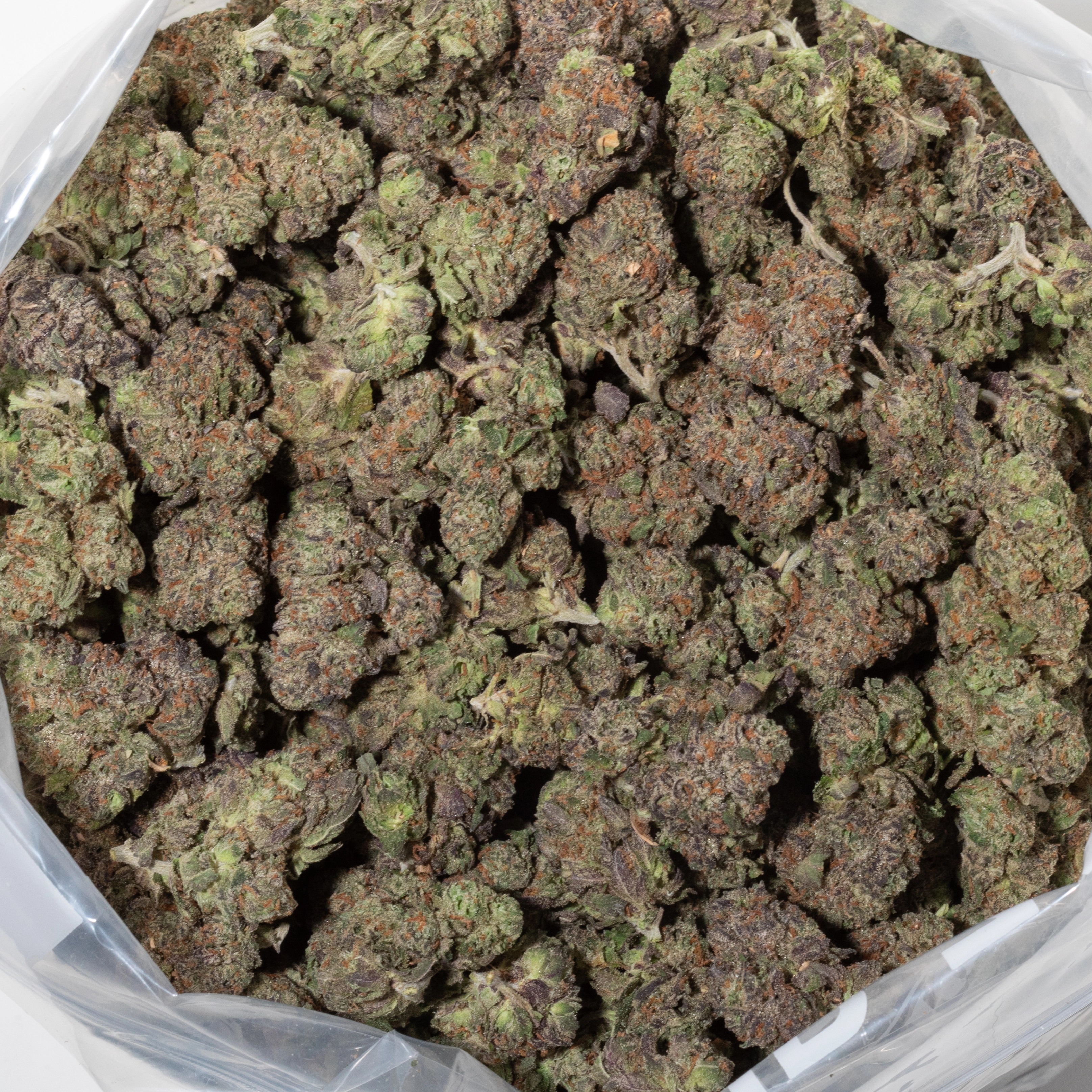 Northern Lights (AAA/AAA+)