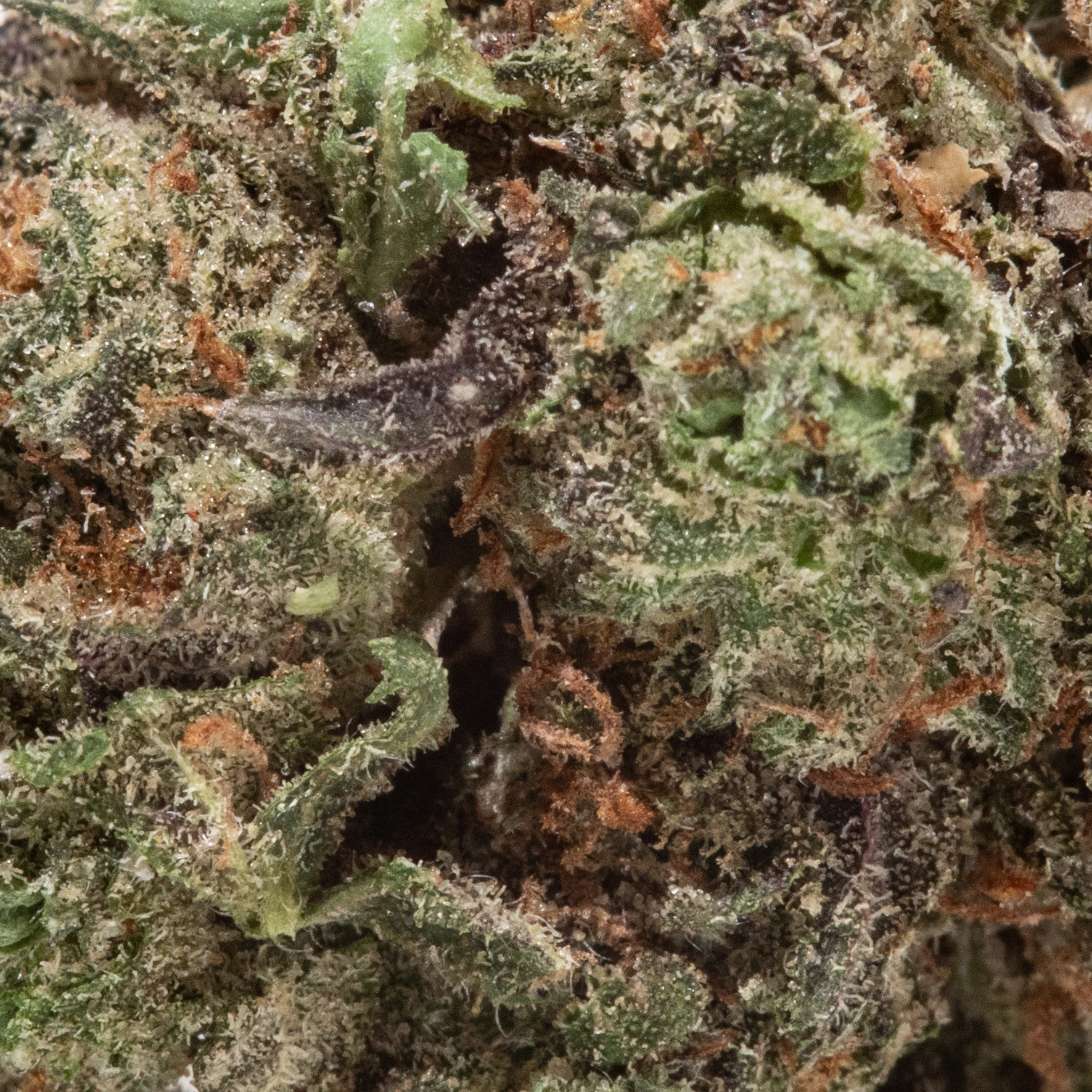 Northern Lights (AAA/AAA+)