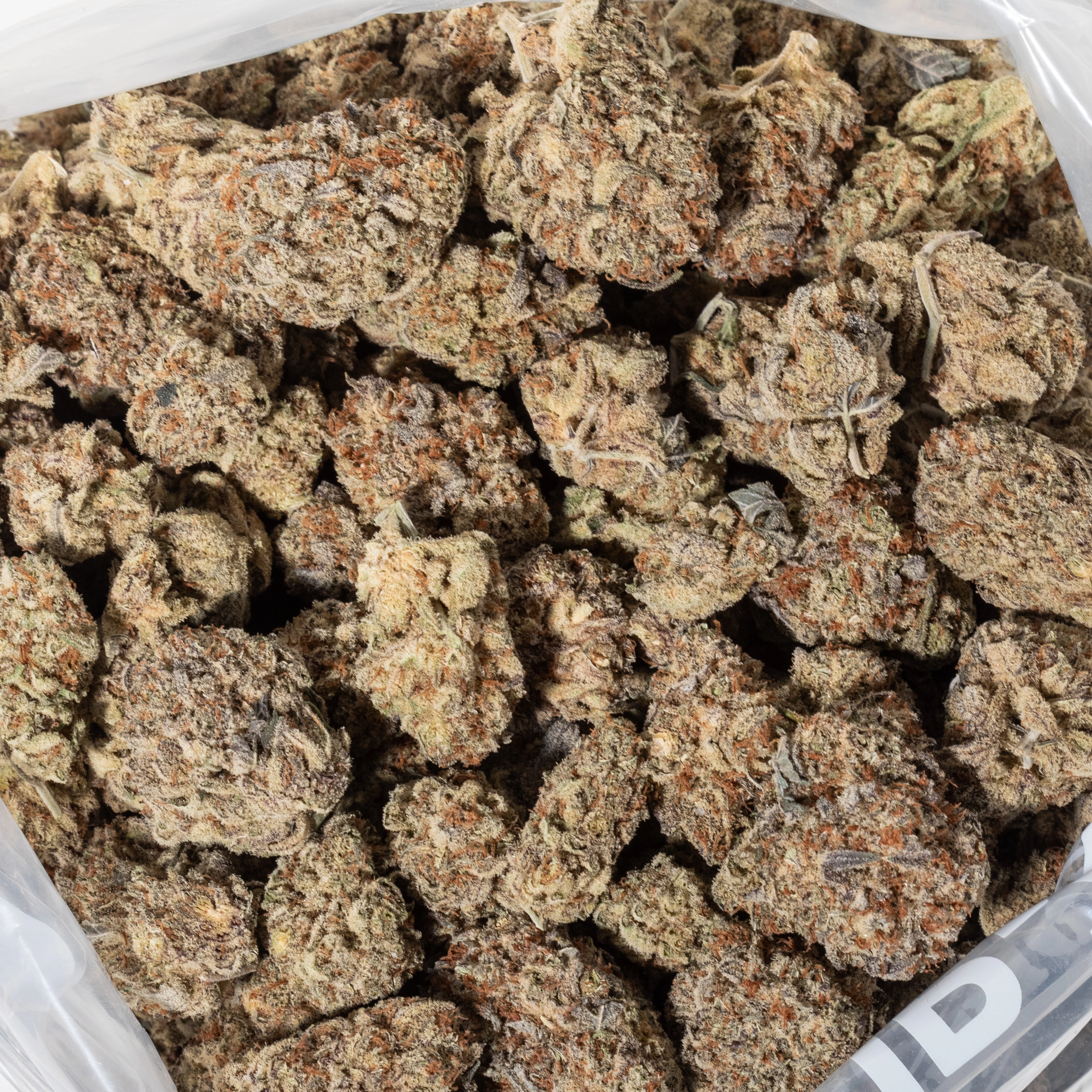 Northern Lights (AAA+)