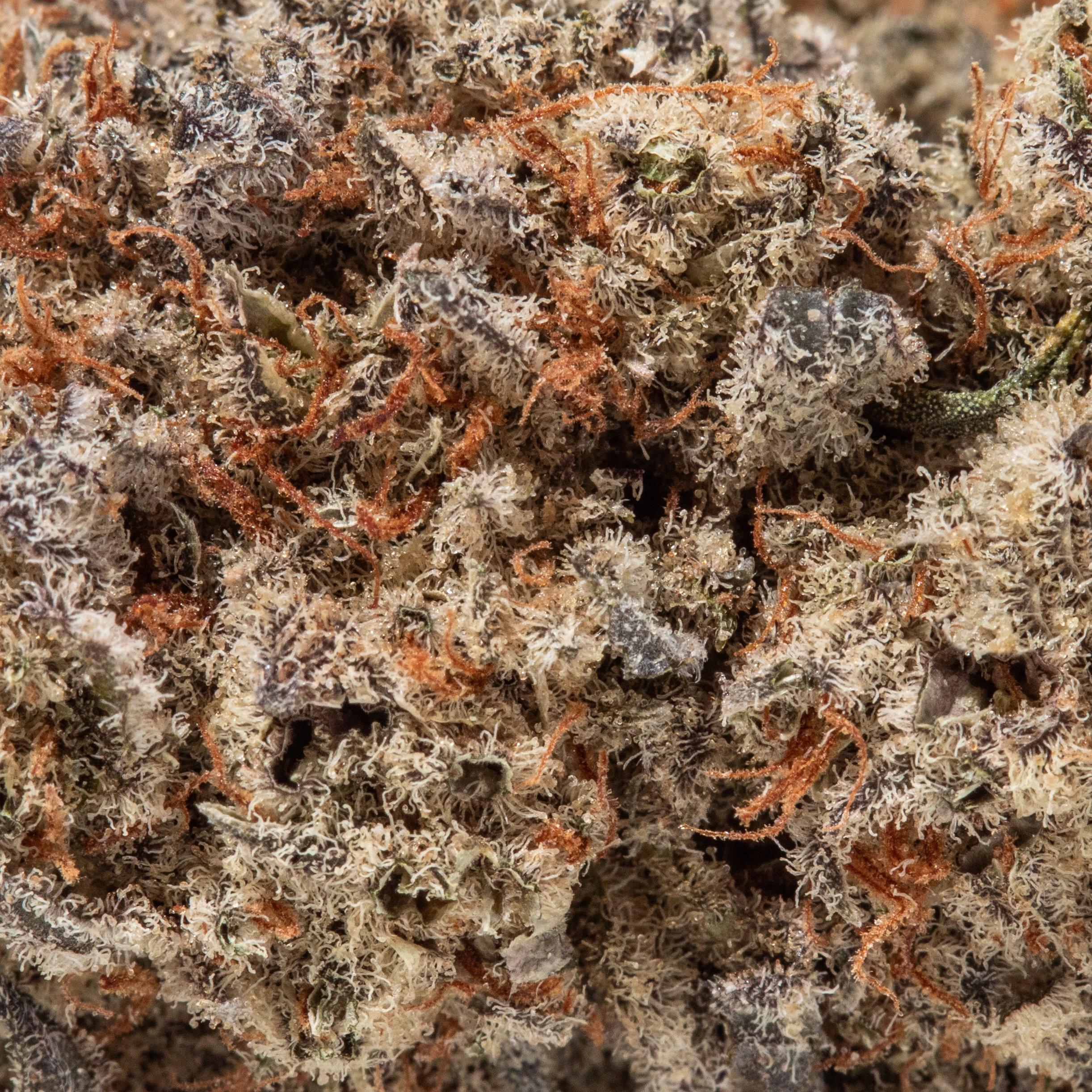 Northern Lights (AAA+)