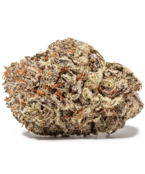 Northern Lights (AAA+)