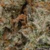 Gelato #33 (AAAA+/Popcorn)