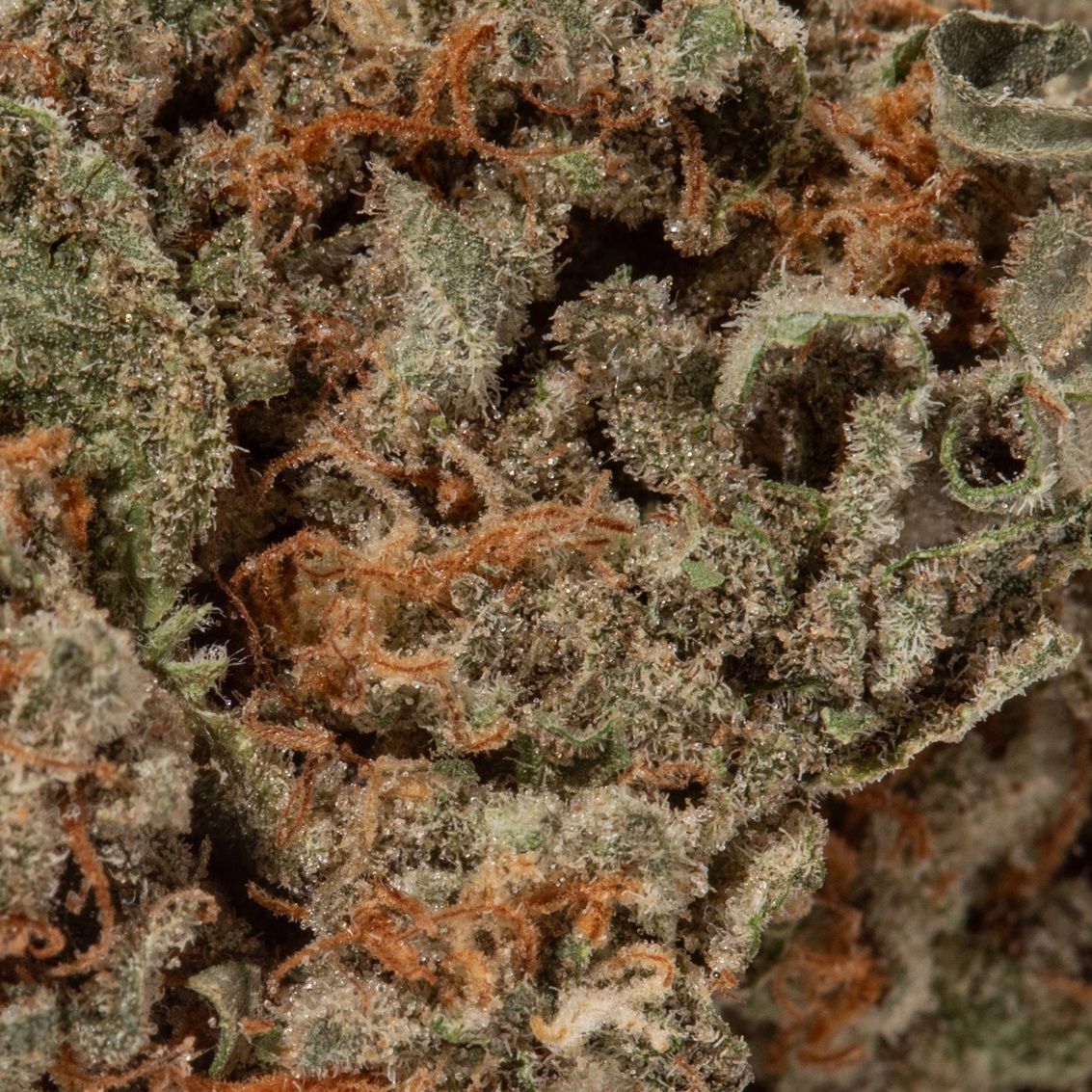 OG Shark (AA+)