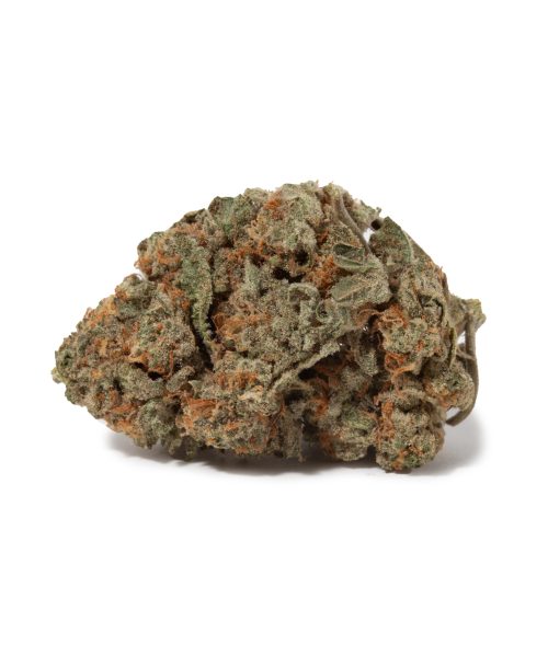 OG Shark (AA+)