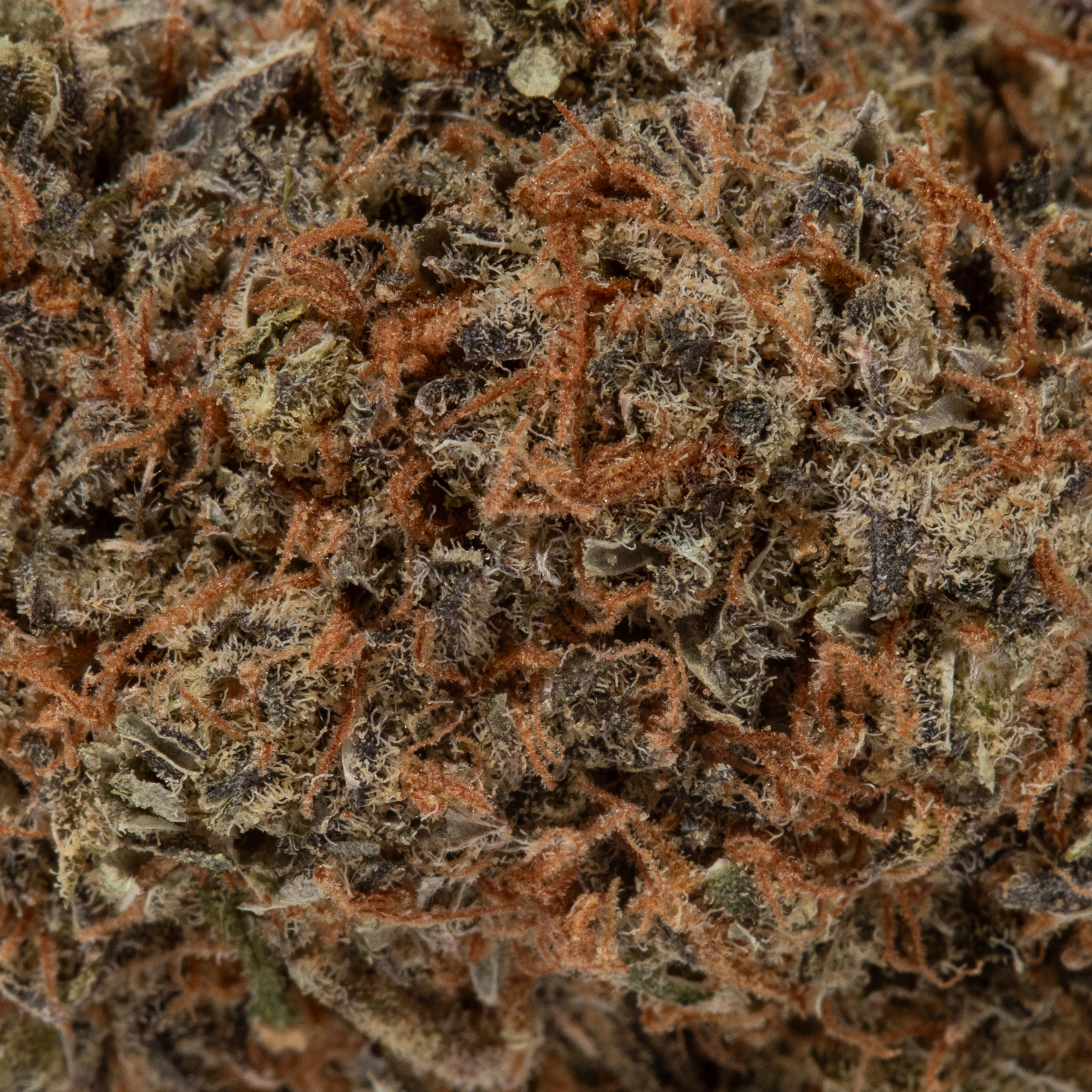 Khalifa Kush (AAA+)